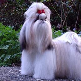 Shih Tzus from Bayview Shih Tzu