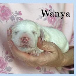 Wayna - Caramel cream male Australian Labradoodle puppy in Gladstone, Oregon from Beaver State Labradoodles