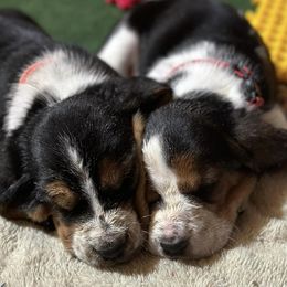 Basset Hounds from Angus Acres Basset Hounds