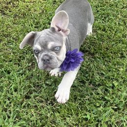 Lily - Tricolors female French Bulldog puppy in Union City, Tennessee from West Tennesse Frenchies