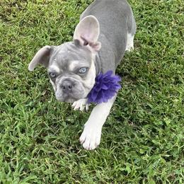 Lily - Tricolors female French Bulldog puppy in Union City, Tennessee from West Tennesse Frenchies