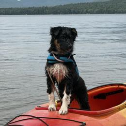 Mina - Black female Australian Shepherd puppy in Massachusetts from Knauer Australian Shepherds
