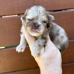 Chocolate merle - Chocolate merle male Pomeranian puppy in Inola, Oklahoma from My Bella’s Pomeranians