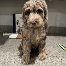 Labradoodle Puppies from Raising Doodles