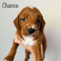 Chance - Red  male Goldendoodle puppy in Auburn, Indiana from Martin’s Doodles