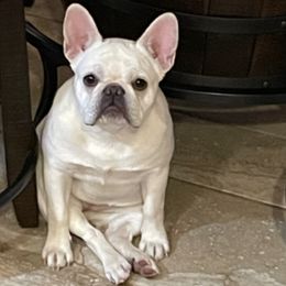 French Bulldogs from Caliz Finest Frenchies