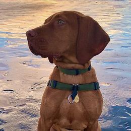 Vizslas from Velocity Vizslas