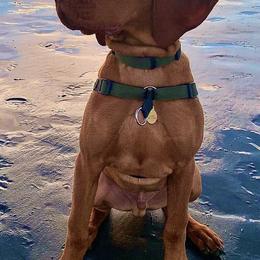 Vizslas from Velocity Vizslas