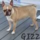 Gizzy