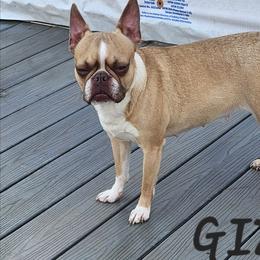 Gizzy - Boston Terrier