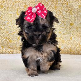 Bailey - Black & tan tri-color female Morkie puppy in Monticello, Iowa from Ashley’s Puppies