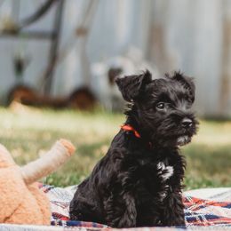 Miniature Schnauzer Puppies from Cedar Ridge Ranch Mini Schnauzers