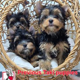 Eloise Bridgerton - Black and tan female Yorkshire Terrier puppy in California from Corazon de gigante