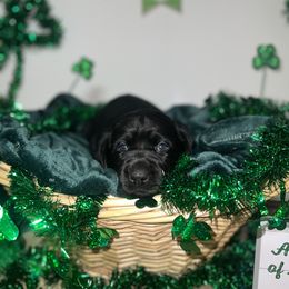 Labrador Retriever Puppies from Mason Dixon Labradors