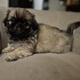 Green Bean - Fawn sable male Pekingese puppy in Chehalis, Washington from Megan's Pekingese