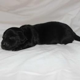 Yumi (2675) - Black female Dachshund puppy in Sonora, Kentucky from Maple Hill Miniature Dachshunds