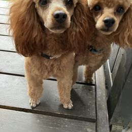 Poodle All Grown Up from Martin's Poodles and Doodles