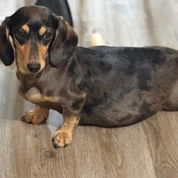 Piglet - Dachshund