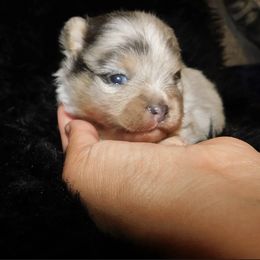 Pacha - Blue merle male Pomeranian puppy in Antelope, California from California Pom Paradise