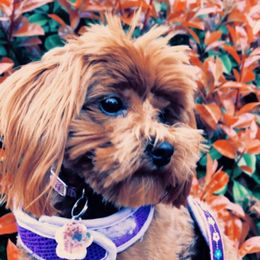 Ivy - Maltipoo