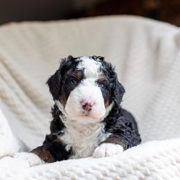 Finn - Tri-color male Bernedoodle puppy in Narvon, Pennsylvania from CBKB Bernedoodle’s