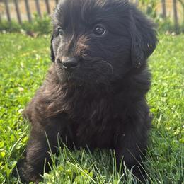 Aqua - Black female Newfoundland puppy in Great Falls, Montana from True North Newfoundlands