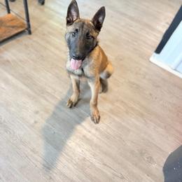 MJ - Fawn male Belgian Malinois puppy in Ford, Kentucky from Kylie Farrior