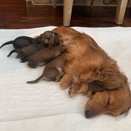 Dachshund Puppies from MyGaDachs