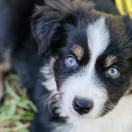 Boy 1 - Black tri Miniature Australian Shepherd puppy in Ocoee, Florida from Cypress Grove Aussie