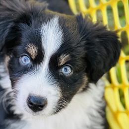 Boy 1 - Black tri Miniature Australian Shepherd puppy in Ocoee, Florida from Cypress Grove Aussie