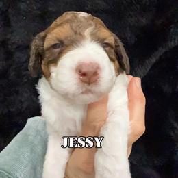 Girl 4 - female Bernedoodle puppy in Greeneville, Tennessee from My Two Doodles