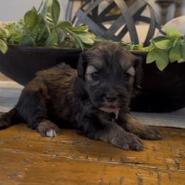 Snickers 1800 Valentines Special - Grizzle female Sheepadoodle puppy in Cartersville, Georgia from Simply Blessed Doodles