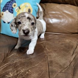 Trooper - Dapple female Dachshund puppy in Mount Airy, North Carolina from Mayberry Dachshunds