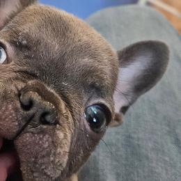 French Bulldogs from All 8 Frenchies