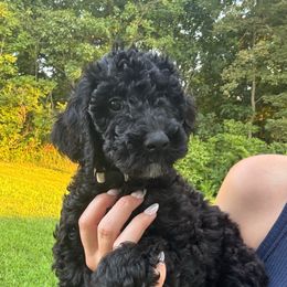Luna - Black female Goldendoodle puppy in Waterloo, Illinois from Ashly Miller