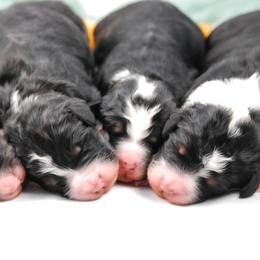 Bernedoodle Puppies from Country Creek Doodles