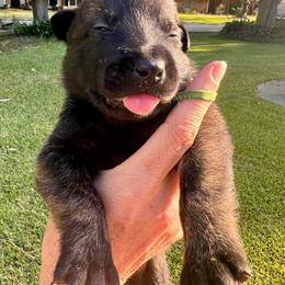Male 4 - Black brindle male Dutch Shepherd puppy in Raceland, Louisiana from Fontana Farm