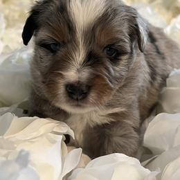 Australian Mountain Doodle and Miniature American Shepherd Puppies from Little Loves Farm