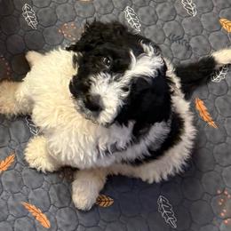Zuri - female Newfypoo puppy in San Antonio, Texas from Mammoth Doodles