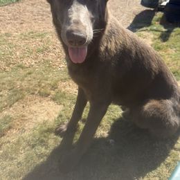 Prince - German Shepherd