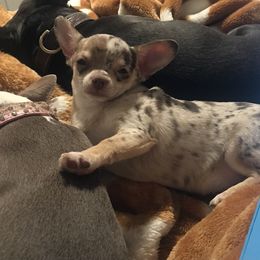 Reese - Chihuahua