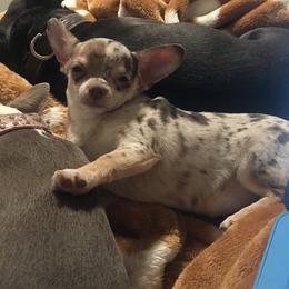 Reese - Chihuahua