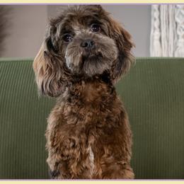 Hot Lips - Merle female Cockapoo puppy in Connersville, Indiana from Deaz Doodle Ranch