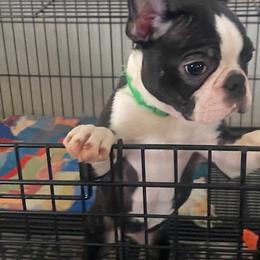 Esme - Black brindle and white female Boston Terrier puppy in Cookville, Texas from Linde Bostons/Tomlin Boxers