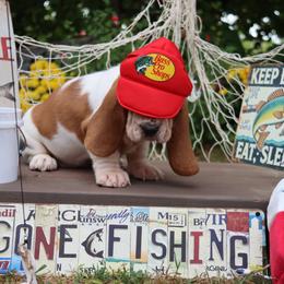 Curly - Mahogany and white female Basset Hound puppy in Pollock, Missouri from Northstar