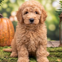 Thor - Apricot male Poodle puppy in Lecanto, Florida from Lecanto Puppy