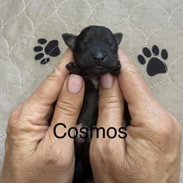 Cosmos - Brown male Whoodle puppy in Pima, Arizona from Schmidt's K9s