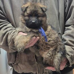 Boy 1 Blue - Sable male German Shepherd puppy in Lake George, Colorado from High Country German Shepherds