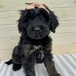 Scottie - Black female Australian Labradoodle puppy in Harrisonville, Missouri from Blessed Day Doodles