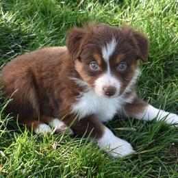 Red Tri Male, Two, Red Copper highlights - Red tri male Miniature Australian Shepherd puppy in Parma, Idaho from Arena Valley Acres